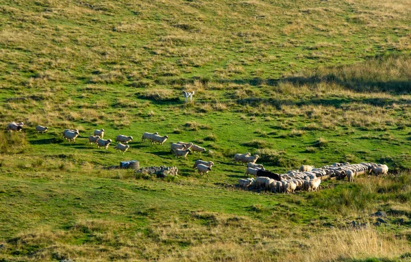 Rebanho Ovelhas Bebendo Água Pasto Durante Dia — Fotografia de Stock