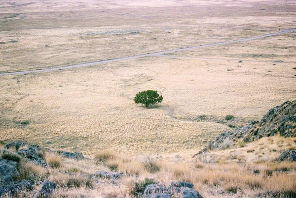 A high angle shot of a distant tree in the middle of the desert