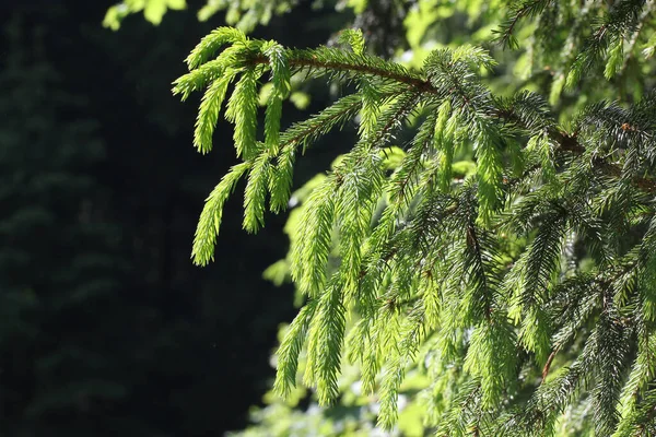 緑の松の枝のクローズアップショット — ストック写真