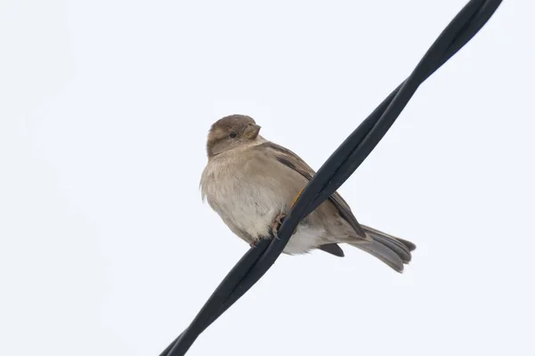 Eine Nahaufnahme Eines Kleinen Vogels Der Auf Einem Elektrischen Kabeldraht — Stockfoto