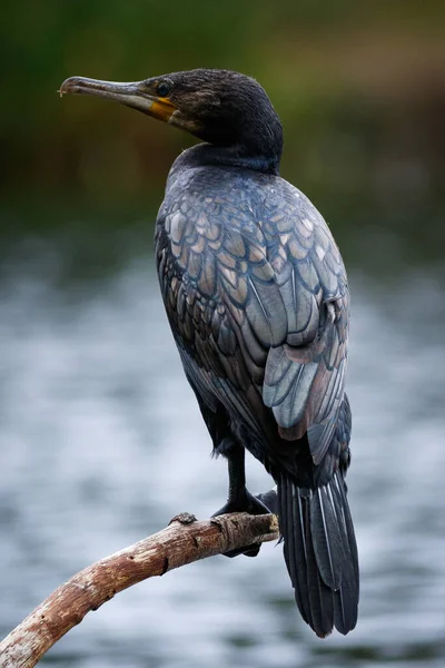 Eine Vertikale Aufnahme Eines Kormoranvogels Auf Einem Wald Mit Einem — Stockfoto