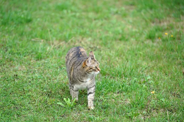 Een Close Van Een Gestreepte Kat Een Veld Bedekt Met — Stockfoto