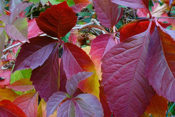 Zbliżenie Ujęcie Kolorowych Listowia Drzewie Autumn — Zdjęcie stockowe