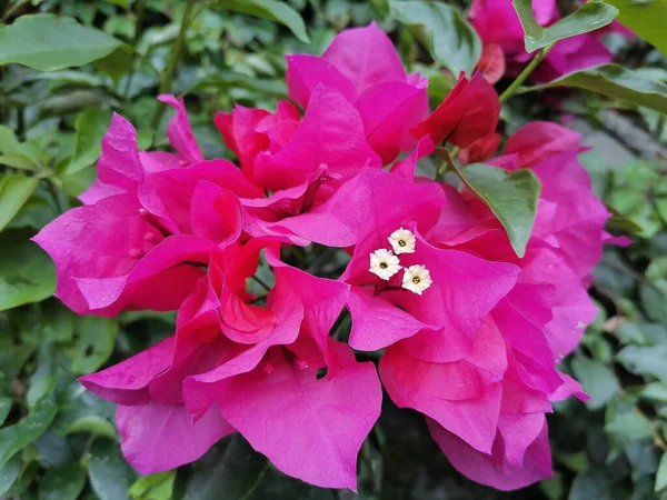 Pembe Bougainvillea Çiçeklerinin Yakın Çekimi — Stok fotoğraf