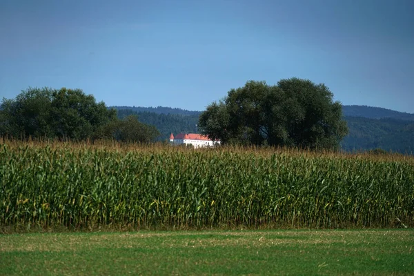 Ein Blick Auf Das Kornfeld Unter Einem Klaren Blauen Himmel — Stockfoto