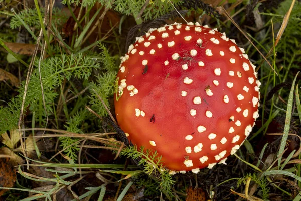 Vue Haut Vers Bas Capuchon Rond Rouge Vibrant Petits Champignons — Photo