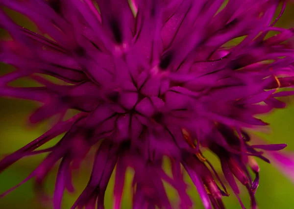 Extreme Closeup Beautiful Cornflower Blooming Field — Stock Photo, Image