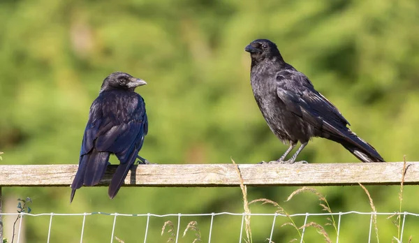 Closeup Shot Crows Wooden Fence — Stock Photo, Image