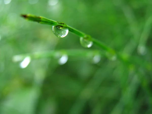 緑の葉にぶら下がっている水滴のマクロショット — ストック写真