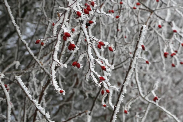 Stromové Větve Červenými Bobulemi Pokryté Mrazem — Stock fotografie