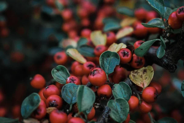 Egy Közelkép Piros Bogyókról Egy Cotoneaster Növényen — Stock Fotó
