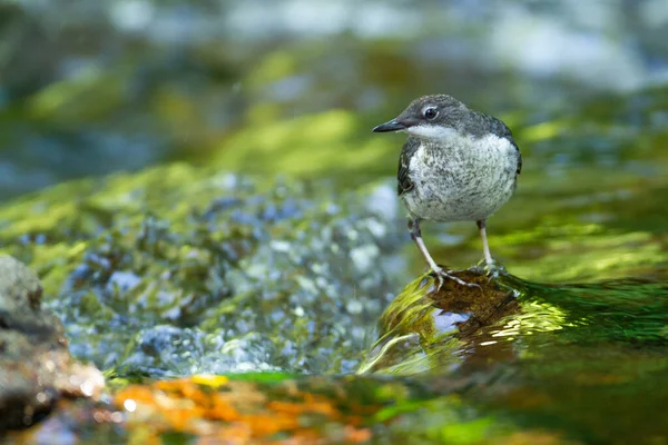 Eine Nahaufnahme Eines Löffelvogels — Stockfoto