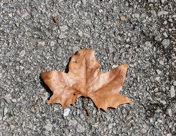 Une Vue Dessus Une Vieille Feuille Érable Sèche Sur Sol — Photo