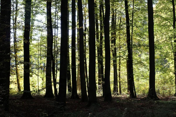 Krásný Záběr Stromů Lese — Stock fotografie