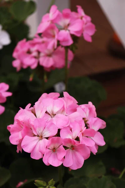 Вертикальный Крупный План Цветущих Розовых Цветов Гераниума — стоковое фото