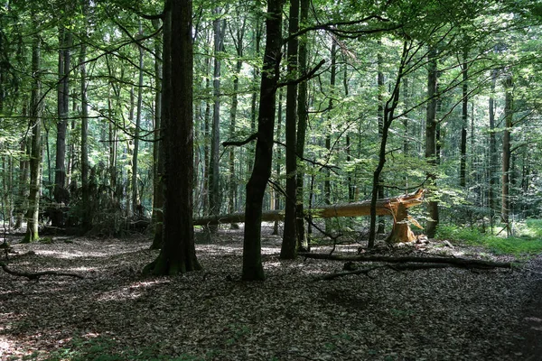 Een Prachtig Shot Van Bomen Het Bos — Stockfoto