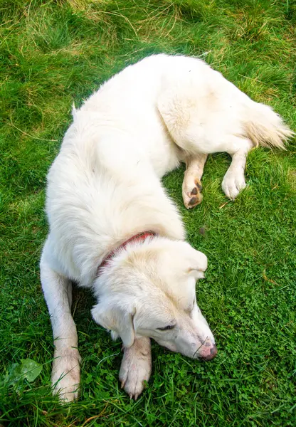 Vertikal Bild Vit Herdehund Som Ligger Gräset — Stockfoto