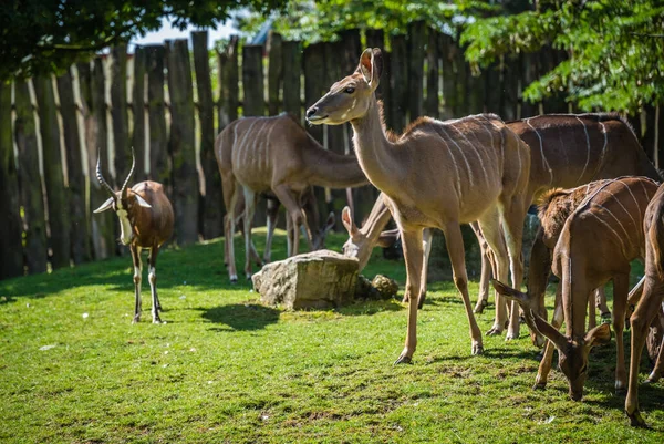 Group Antelopes Grazing Field — Stock Photo, Image