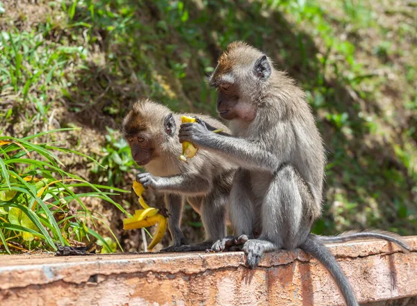 Enfoque Selectivo Macacos Cola Larga Comiendo Plátano — Foto de Stock