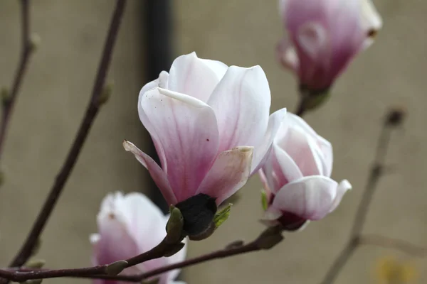Крупный План Розово Белых Лепестков Цветов — стоковое фото