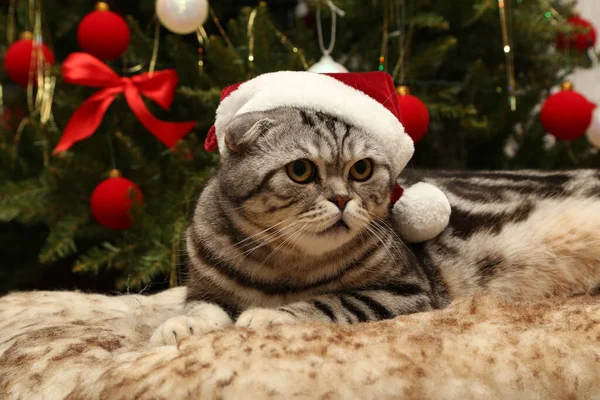 Nahaufnahme Einer Gestreiften Katze Mit Weihnachtsmütze — Stockfoto
