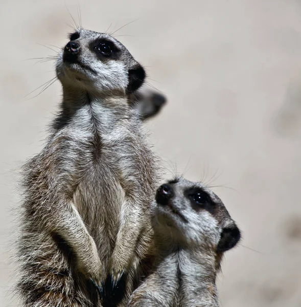 Eine Nahaufnahme Von Erdmännchen Die Nach Oben Schauen — Stockfoto