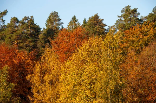 Autumn Landscape Colorful Foliage Sweden Trees Branches Green Orange Yellow — ストック写真