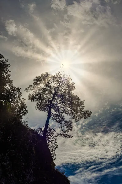 Back Lit Pine Tree Growing Rock — Stok fotoğraf