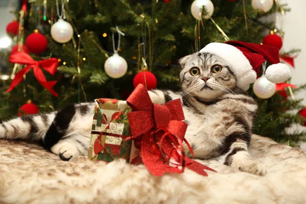 Großaufnahme Einer Katze Mit Weihnachtsdekoration — Stockfoto