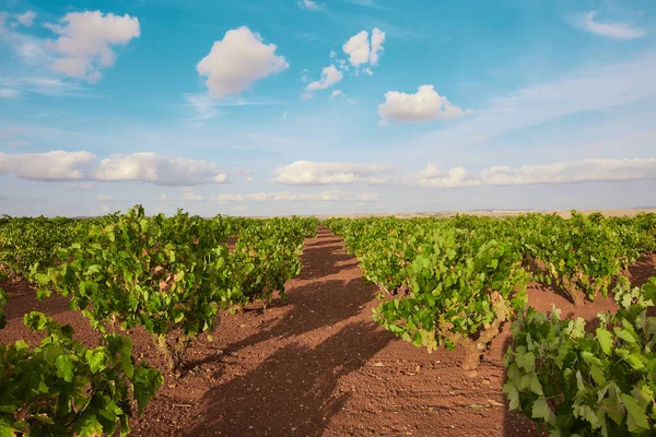 Landscape Vineyard Sunlight Blue Cloudy Sky Countryside — Foto de Stock