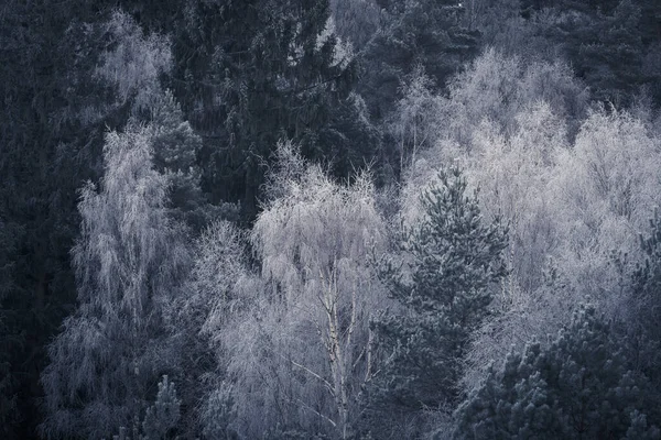 Buio Lunatico Malinconico Foresta Ghiacciata Novembre Alberi Bianchi Verde Scuro — Foto Stock