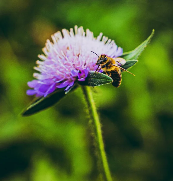 紫色の花にミツバチのマクロショット — ストック写真