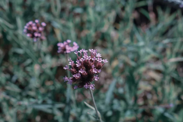 Een Selectieve Focus Shot Van Violette Bloemen Van Verbena Bonariensis — Stockfoto