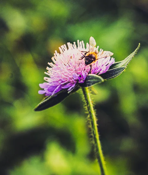 Una Macro Toma Una Abeja Una Flor Púrpura —  Fotos de Stock