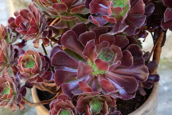 Primer Plano Plantas Aeonium —  Fotos de Stock