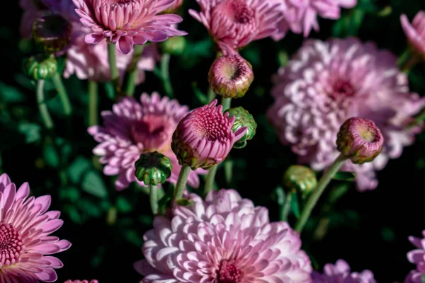 Enfoque Selectivo Flores Crisantemo Rosa Bajo Luz Del Sol — Foto de Stock
