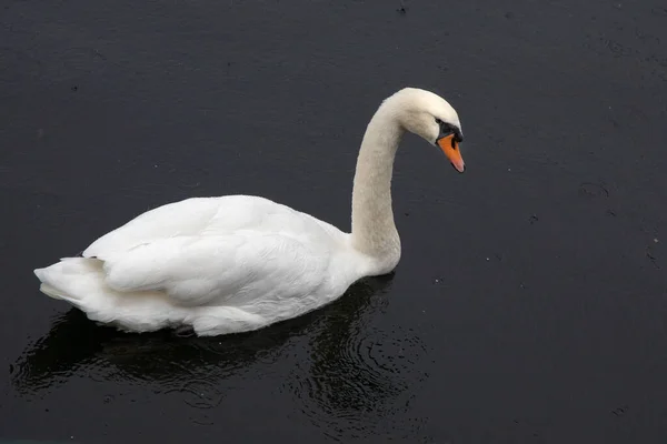 Primer Plano Cisne Mudo Solitario Nadando Estanque —  Fotos de Stock