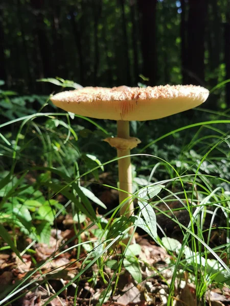 Gros Plan Vertical Champignons Sauvages Dans Forêt — Photo