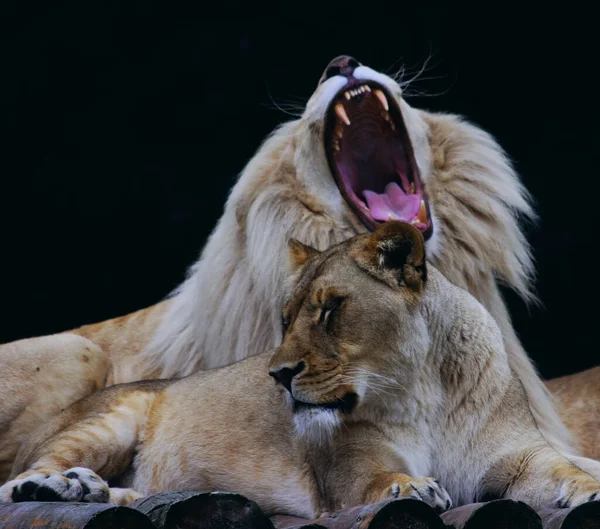 Een Close Van Een Brullende Leeuw Kalme Leeuwin Zwarte Achtergrond — Stockfoto