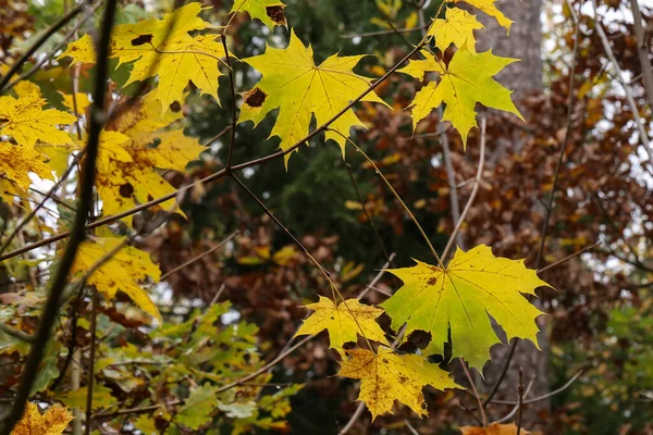 Een Close Focus Shot Van Mooie Gele Esdoorn Bladeren Herfst — Stockfoto