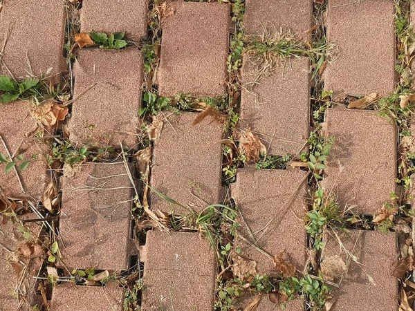 Вид Сверху Тротуар Кирпичами Покрытыми Травой Листьями — стоковое фото