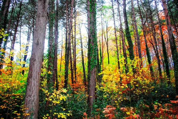 Low Angle Shot Autumn Trees Forest Stock Image