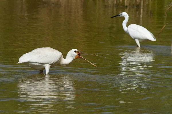 Primer Plano Cucharas Agua — Foto de Stock