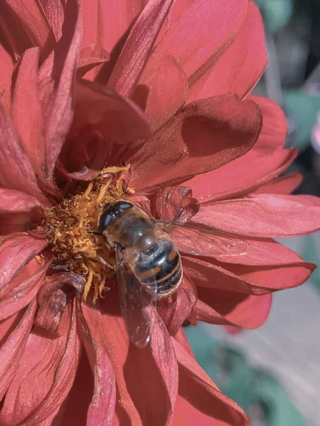 Tiro Seletivo Foco Uma Abelha Flor Vermelha Sob Luz Solar — Fotografia de Stock