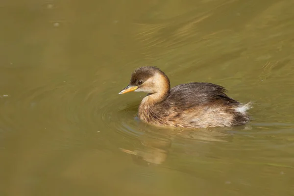 Nahaufnahme Eines Kleinen Hauchentauchers Wasser — Stockfoto