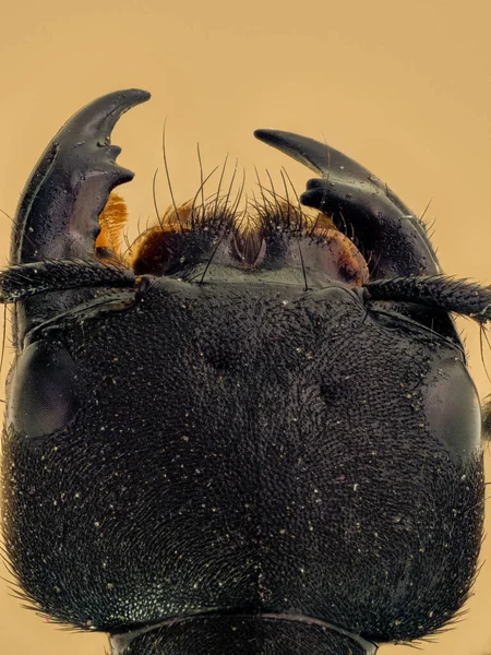 Una Macro Toma Vertical Escarabajo Sobre Fondo Naranja — Foto de Stock