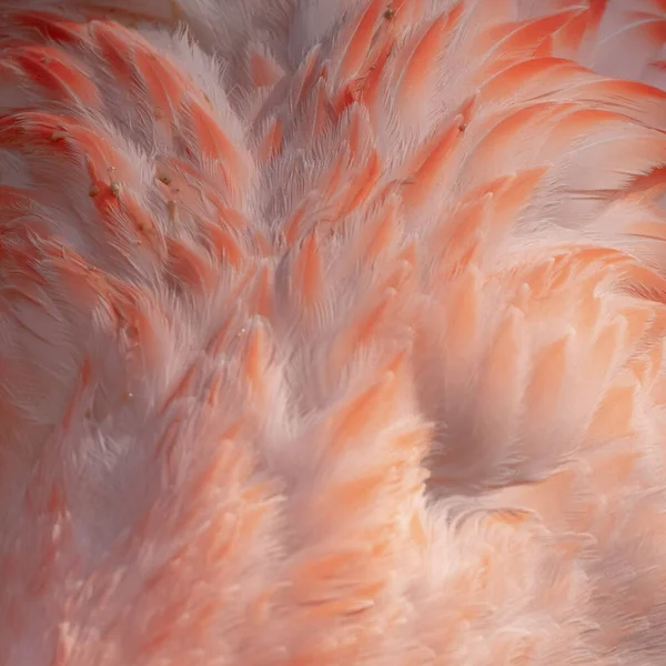 Detalhe Plumagem Flamingo Rosa Como Fundo Com Padrão Textura Abstrato — Fotografia de Stock