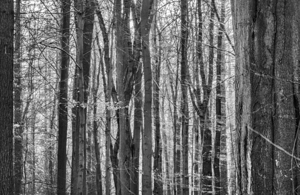 Abstrato Imagem Escura Sombria Uma Floresta Densa Com Troncos Árvores — Fotografia de Stock