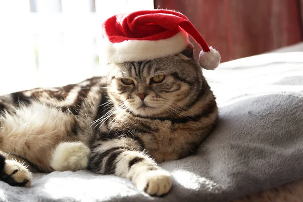 모자를 심술궂은 고양이 — 스톡 사진