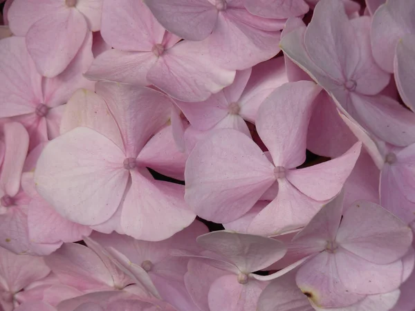 Крупный План Розовых Цветков Гортензии — стоковое фото